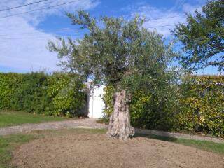Plantation d'un olivier